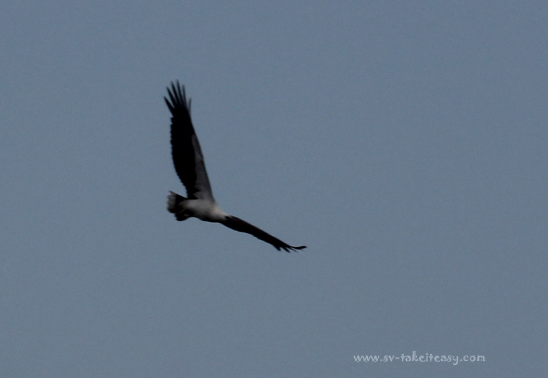 White Bellied Sea Eagle1