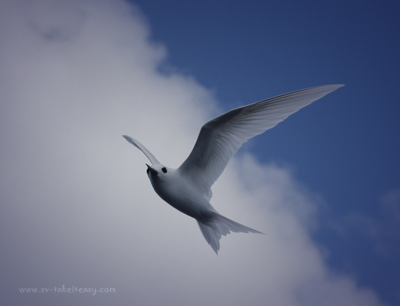 White Tern