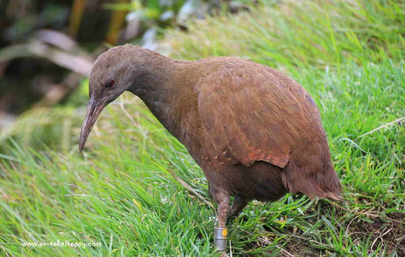 Woodhen at Mt Gower