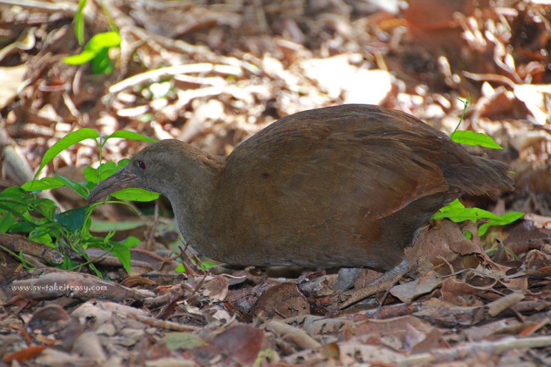Woodhen