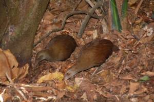Woodhen Pair