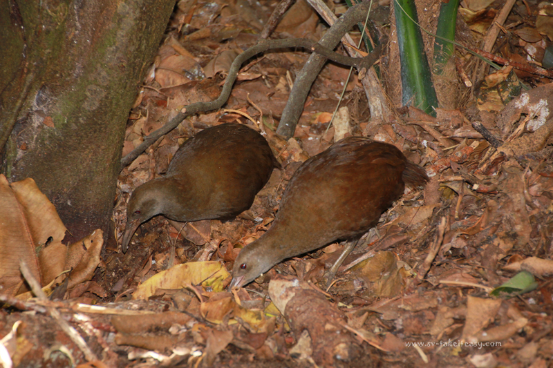 Woodhen Pair