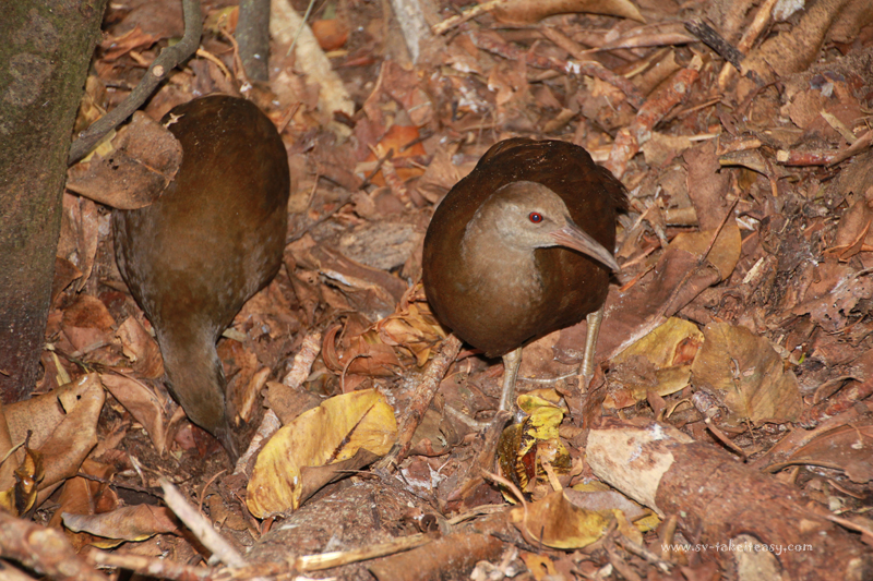 Woodhen Pair2