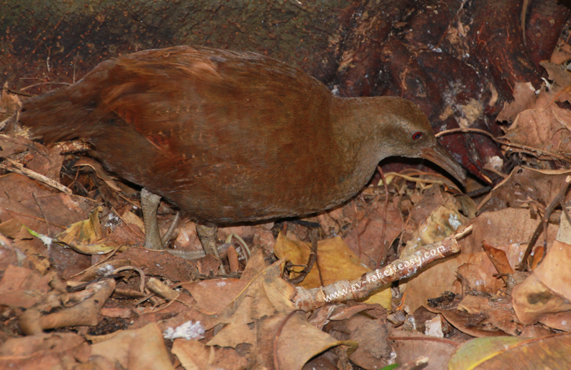 Woodhen
