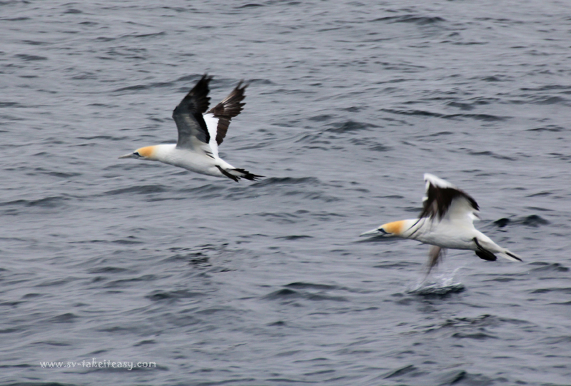 Australian Gannets