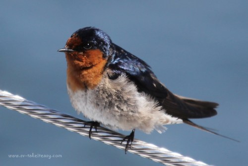 Portrait of a little Welcome Swallow on our rigging