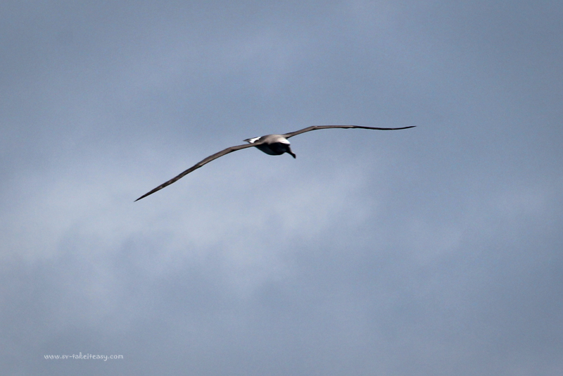Shy Albatross