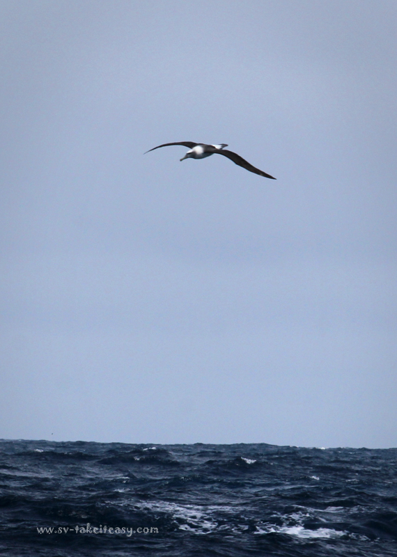 Shy Albatross