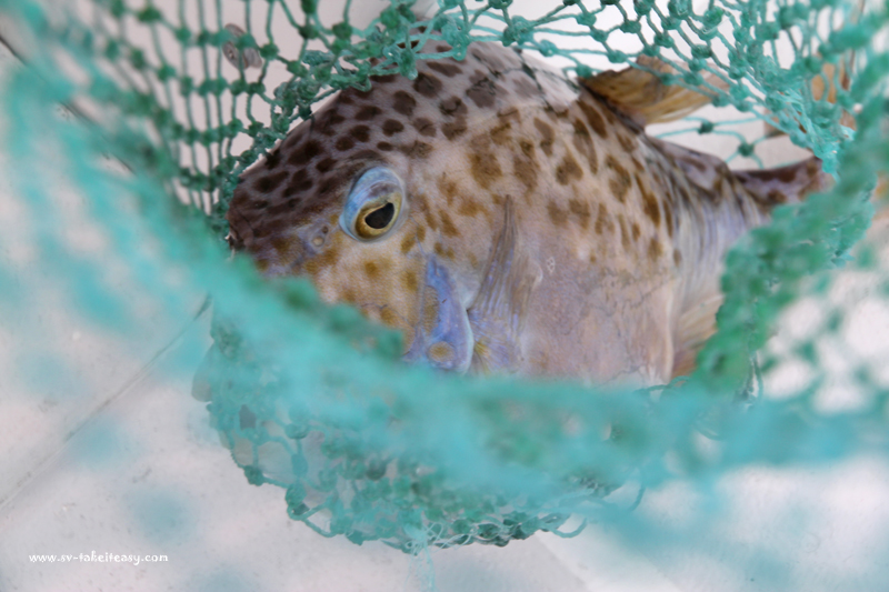 Smooth Boxfish