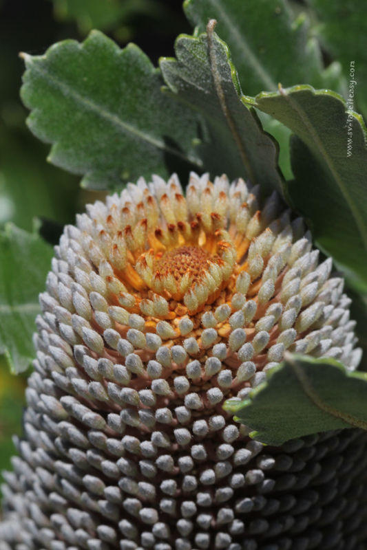 Banksia Serrata Bud