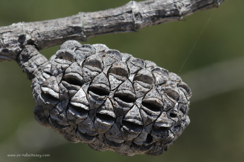 Casuarina Cone