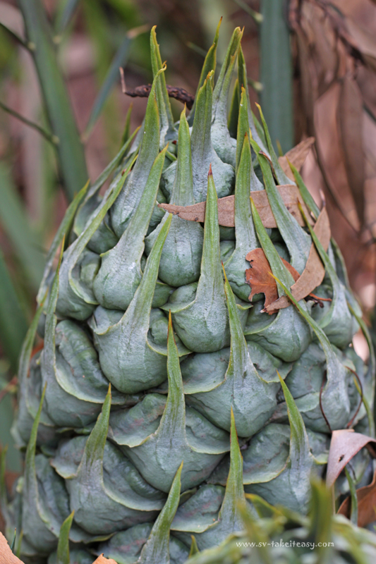 Cycad Cone