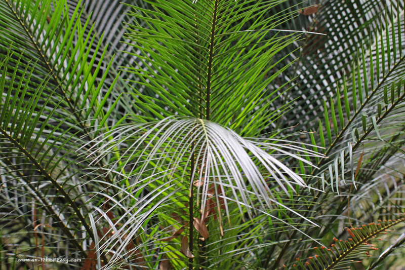 Cycad