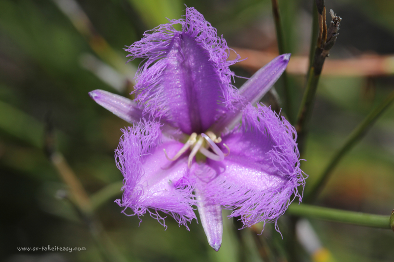 Fringe Lily