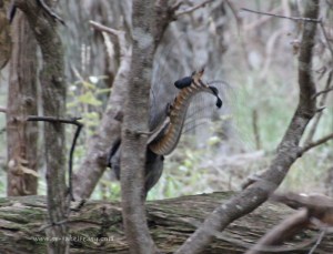 Stalking lyrebirds