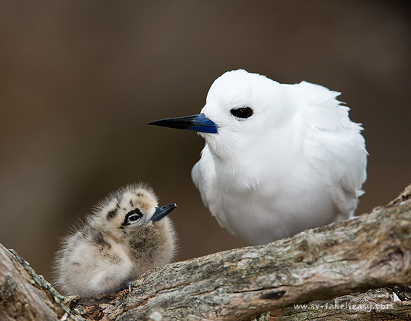Mum Tern and chick