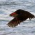 Sooty Oystercatcher