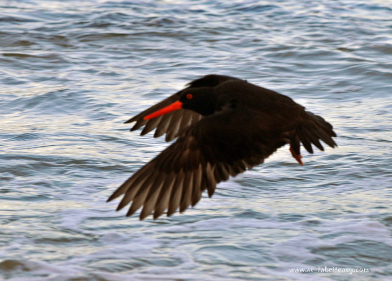 Sooty Oystercatcher