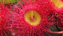 Red flowering gum