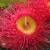 Red flowering gum