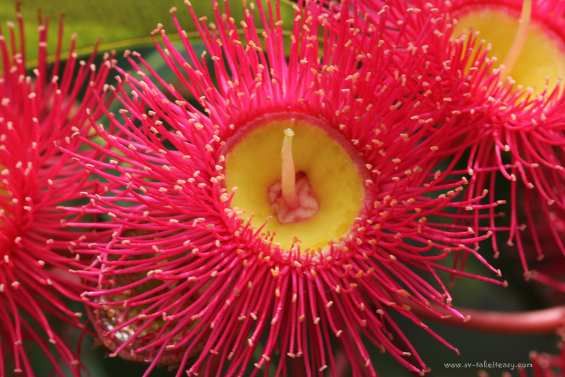 Red flowering gum