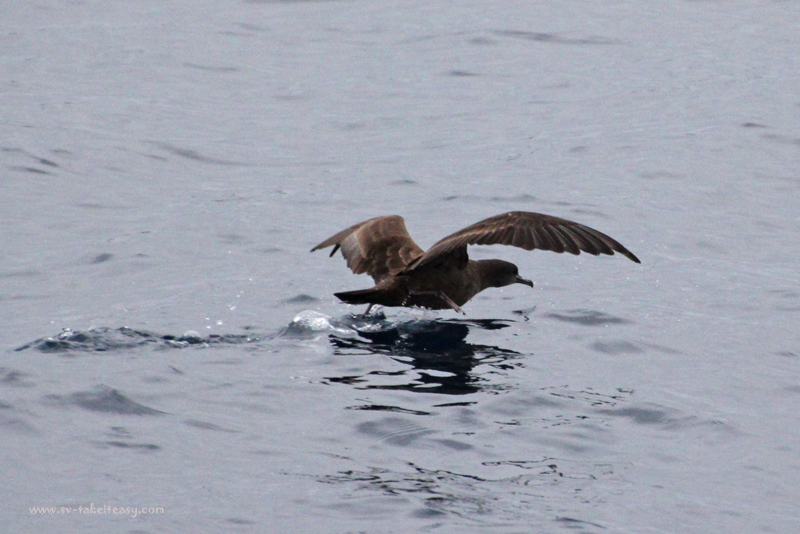 Shearwater takeoff