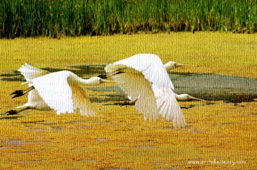 Spoonbills-tapestry