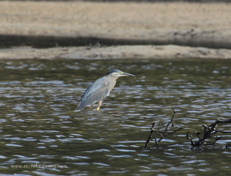 Striated Heron