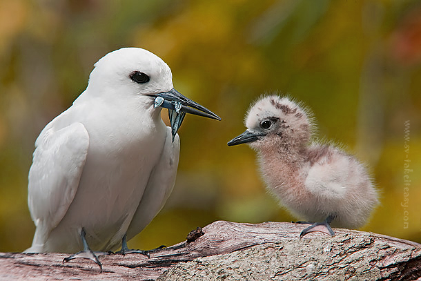Tern Feeding time