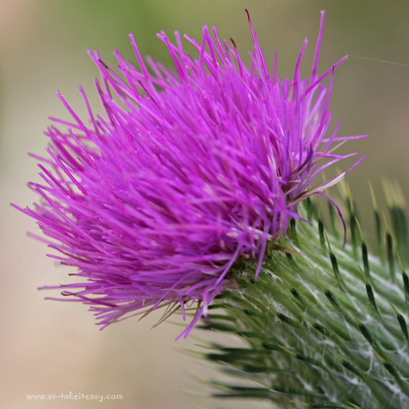 Thistle