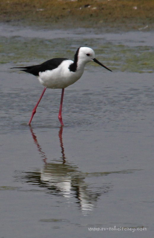 Black-winged Stilt