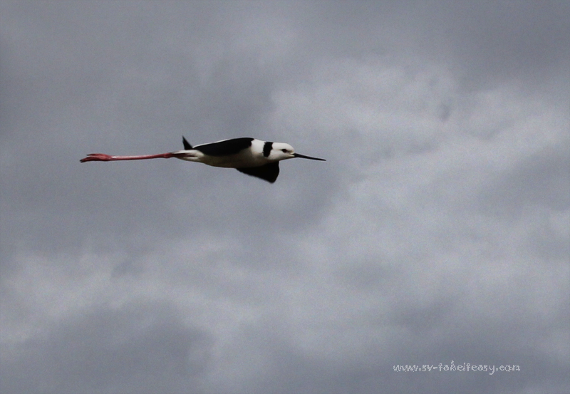 Black Winged Stilt