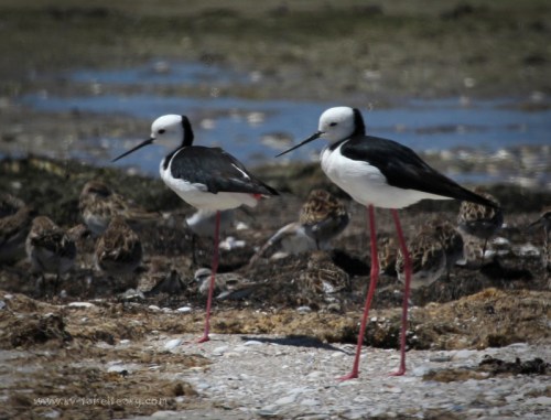Black Winged Stilts