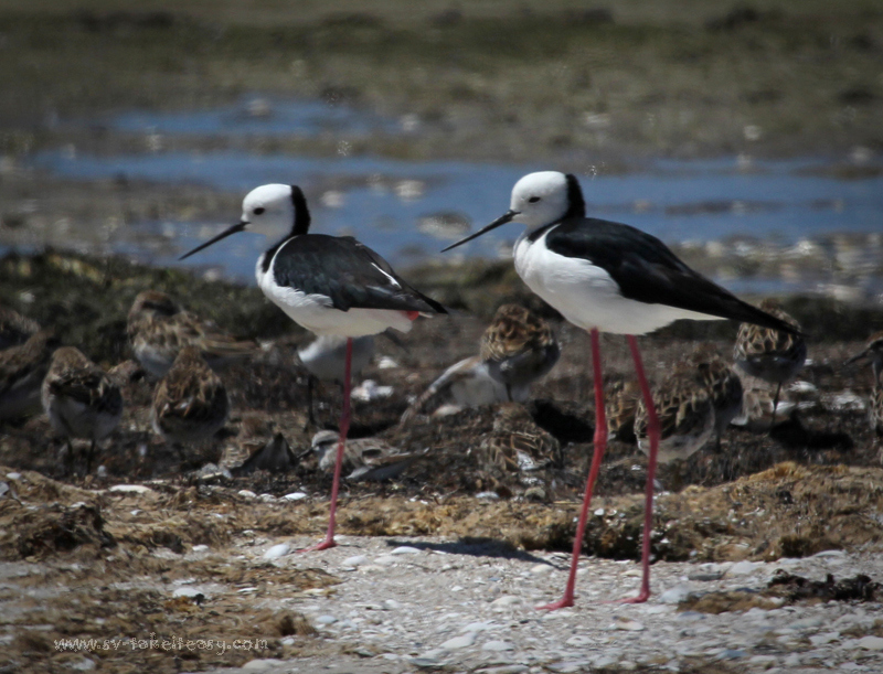 Black Winged Stilts
