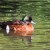 Chesnut Teal