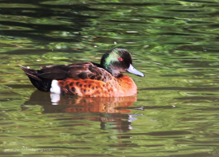 Chesnut Teal