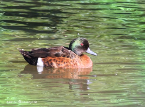 Chestnut Teal - Water Gradient
