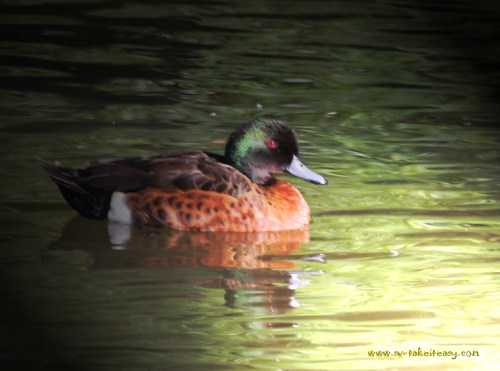 Week 4 : Lighting Effect