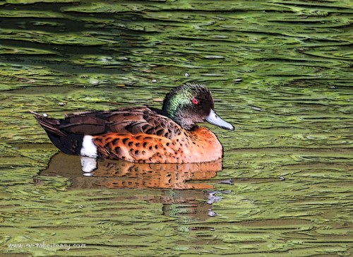 Week 3 - Poster Edges