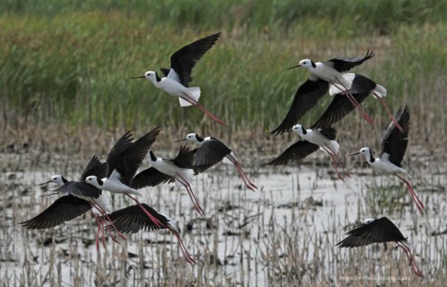 They have been spooked!