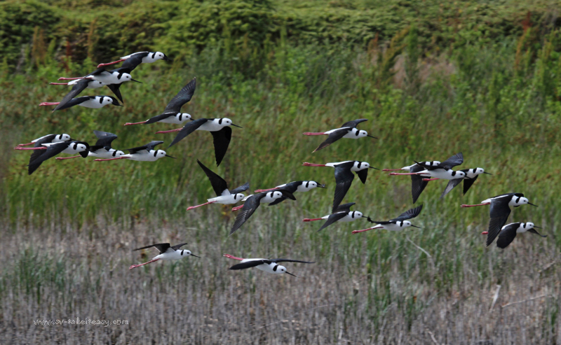 Flock of Stilts