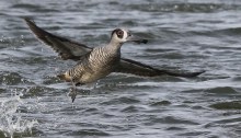 Pink-eared Duck close up