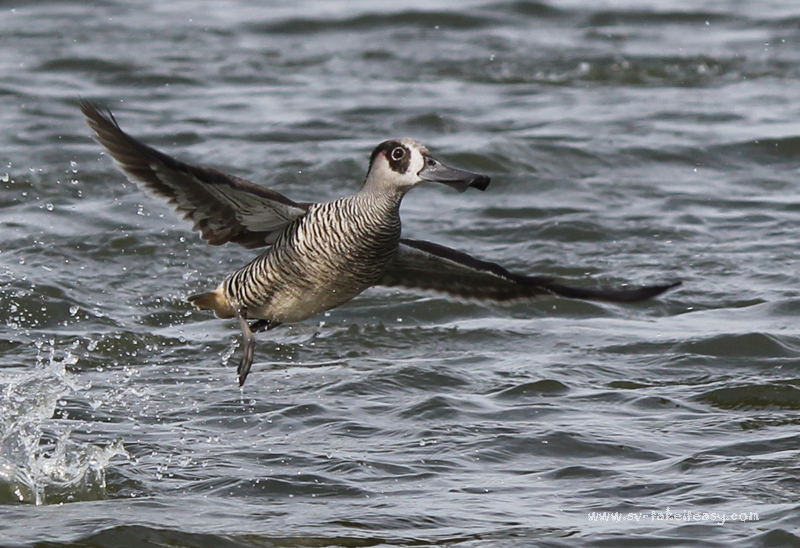 Pink-eared Duck close up