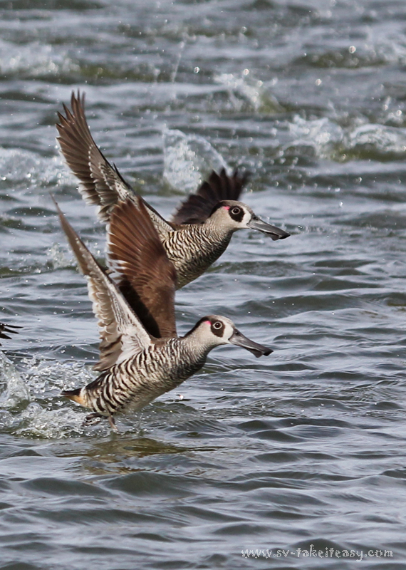 Pink-Eared Ducks Pair