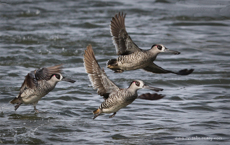 Pink-eared ducks