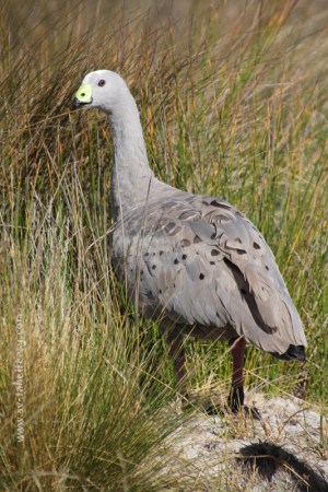 Beautiful hearts on the goose's back
