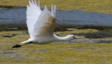 Yellow-Billed Spoonbill