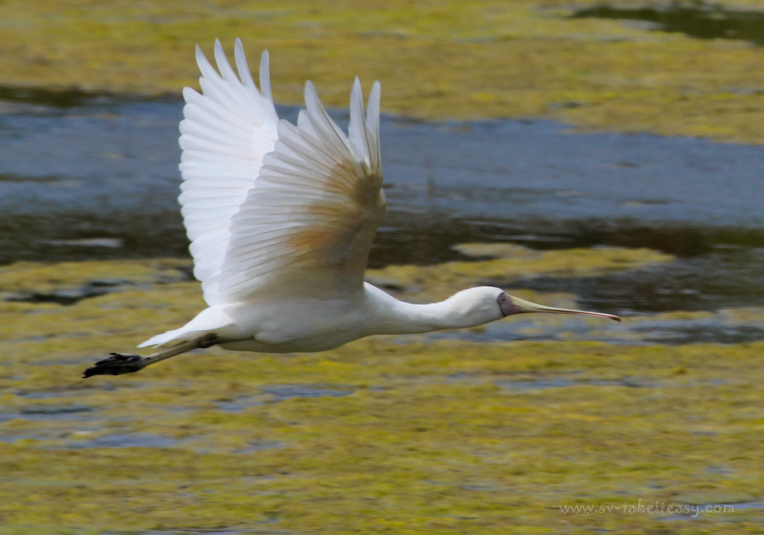 Yellow-Billed Spoonbill
