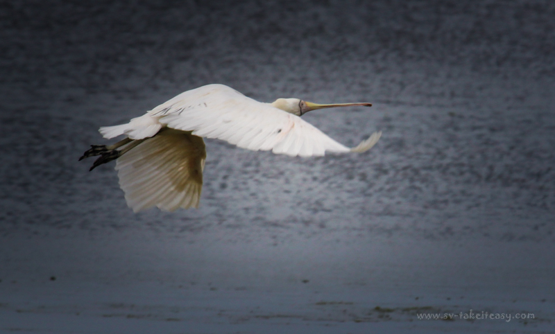 Yellow-Billed Spoonbill