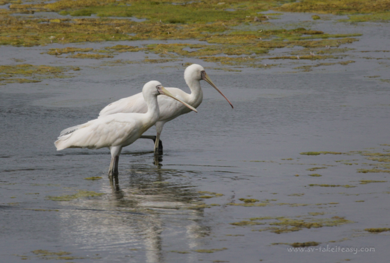 Yellow-Billed Spoonbill
